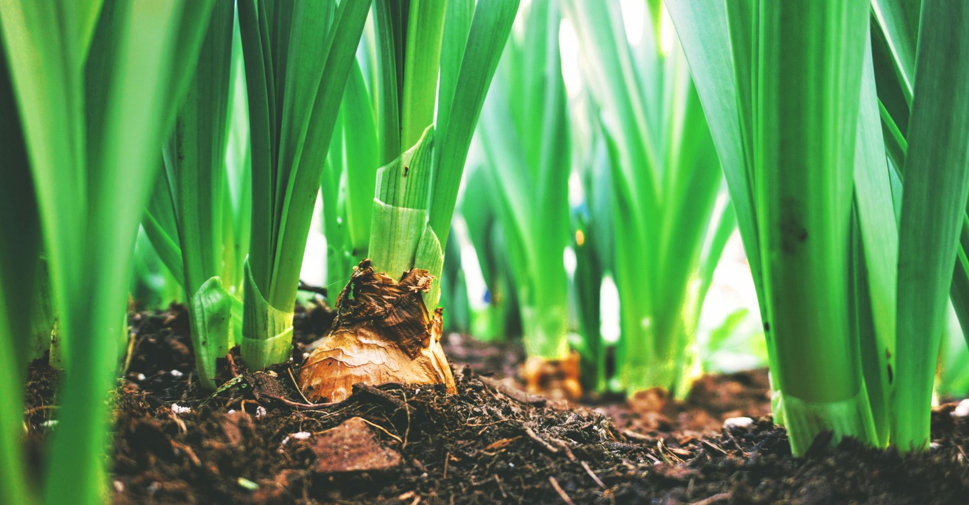 Nutrition Begins in Our Soil: Why Soil Quality Matters